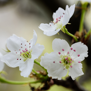 中国胖女人一级毛片aaaaa

